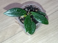 Hoya Hoja CARNOSA STARDUST ukorzeniona