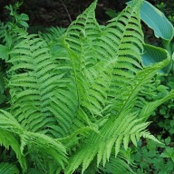 Paproć pospolita paprotka ogrodowa w doniczce p11duża sadzonka 1 litr