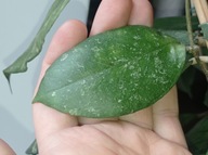 Hoya Hoja sp. SABAH AG 08 24 cięta