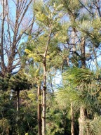 Jodła koreańska skalna okaz szczepiona pienna inna