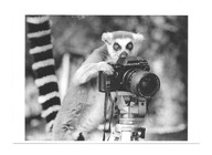 Pocztówka - Lemur z aparatem fotograficznym PENTAX