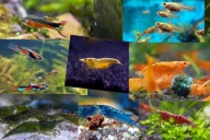 Kolorowe łatwe w hodowli rybki i krewetki 8 rodzajów 40szt zestaw życia XLa