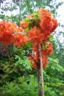 Azalia berberys złotlin pięciornik żurawka inna