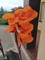 Canna Paciorecznik Kanna Wyoming 1 szt. kłącza