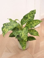 Dieffenbachia Difenbachia Spotty SADZONKA 70 cm