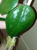 Hoya Hoja DOLICHOSPARTE PINK cięta