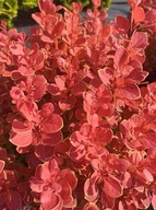 BERBERYS ,,NEON'' Kameleon POLSKA NOWOŚĆ