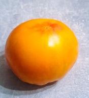 Pomidor Candy Stripe (118) nasiona kolekcjonerskie