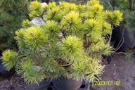 Sosna Ori żółta zimą cyprys jałowiec cis jodła inna