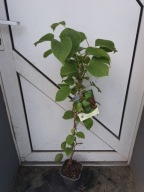 aktinidia ostrolistna 'Issai' KIWI