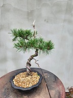 Sosna drobnokwiatowa pinus parviflora Pentaphylla Bonsai