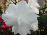 Nerium Oleander podwójny biały MONT BLANC