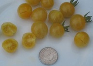 Pomidor CHAMPAGNE słodziutka koktajlówka nasiona kolekcjonerskie