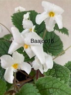 Achimenes/Niphaea oblonga - kłącze