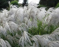 8 sztuk - Miskant chiński Memory - duża sadzonka w doniczce 2l (C2)