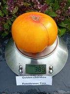 Pomidor Golden Cherokee jeden z najsmaczniejszych nasiona kolekcjonerskie