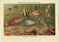 LITOGRAFIA RYBY MÓRZ POŁUDNIOWYCH