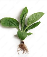 Echinacea Jeżówki Double Decker SADZONKI 50 sztuk 15 cm kompozycje dla traw