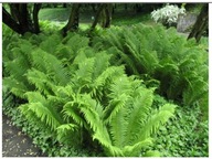 PAPROĆ PAPROTKA OGRODOWA SADZONKA W POJEMNIKU p9 sadzonka 20 cm narecznica