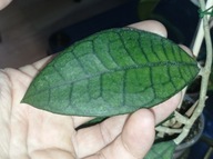 Hoya Hoja FINLAYSONII (odmiana nieznana) cięta