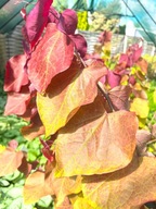 JUDASZOWIEC KANADYJSKI "ETERNAL FLAME" Cercis sadzonka wielopniowy