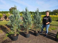 Cyprysik Van Pelts Blue 160cm