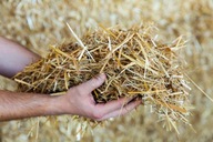 SŁOMA ŚCIÓŁKA 1KG 1 KG Kilo ZWIERZĄT BUDY 2025