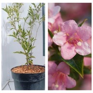 Krzewuszka cudowna Variegata Różowe kwiaty Maj/Czerwiec Sadzonka premium C3