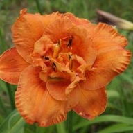 Liliowiec Awesome Luck