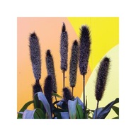 Trawa Pennisetum Glaucum Rozplenica Purple Baron Rozplenica Perłowa OZDOBNA