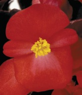Begonia DROBNA semperflorens New Globe Scarlet CZERWONY LIŚĆ