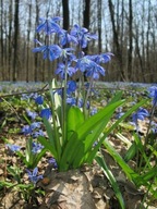 CEBULICA SYBERYJSKA SCILLA SYBERICA sadzonka pojemniku 10 cm wieloletnia