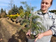 Cedr himalajski 50-55cm