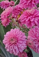 Chryzantema zimująca Różowa pelna wysoka róża.trawa irys