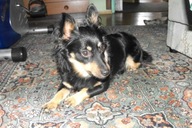 Mała Mika gra dla dzieci szesnasty rok pies WOŚP foto zdjęcie Poznań suczka