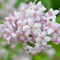 Żylistek mieszańcowy 'Mont Rose' (188) - 3 l