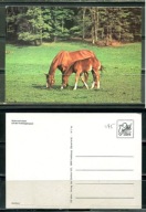 K24664)Karta Zwierzecia: Kon