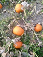 DYNIA HALLOWEN, PESTKI, NASIONA 100 SZT