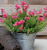 Dabecja kantabryjska - czerwona