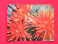 CZERWONO-CZARNI LECH pozwólcie śpiewać ptakom POCZTÓWKA DŹWIĘKOWA