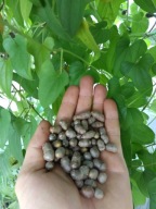 Pochrzyn Chiński Ziemniak, Dioscorea , YAM 20 X