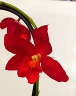 storczyk oncidium cambria 13