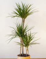 Dracena Obrzeżona dracaena marginata SADZONKA 70 cm