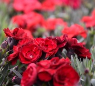 Goździk Dianthus Carmen WIELOLETNI