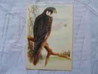 KOBUZ PTAKI PRAWNIE CHRONIONE .. ,,, ...