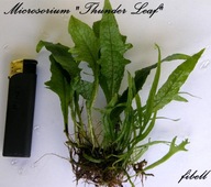 Microsorium sp. Thunder Leaf -rarytas - od fibell