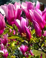 Magnolia Susan 40-70 cm DUŻA ROZKRZEWIONA powtarza kwitnienie