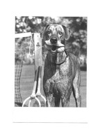 Karnet - Pies na korcie i piłki tenisowe / dog ...