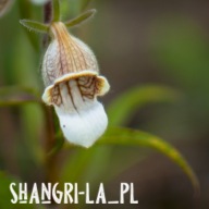 3 x Naparstnica wełnista (Digitalis lanata) - Café Creme