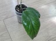 Hoya Hoja GOLDEN EYE ukorzeniona